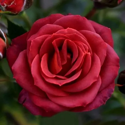 Саженцы роз ЧОКОЧИНО спрей  Саженцы роз ЧОКОЧИНО спрей в Костроме