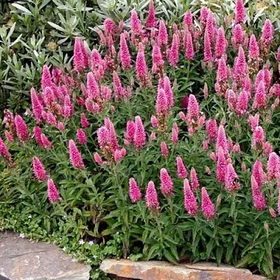 Вероника РОЗЕА колосковая в Костроме