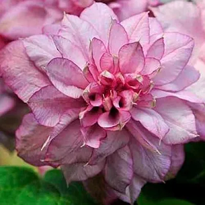 Клематис ИННОСЕНТ ГЛАНС  Клематис ИННОСЕНТ ГЛАНС в Костроме