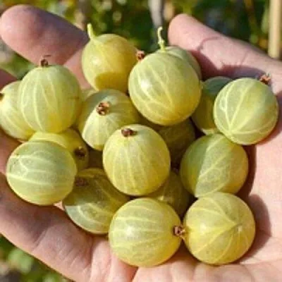 Крыжовник БЕРИЛЛ  Крыжовник БЕРИЛЛ в Костроме