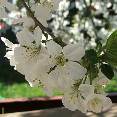 Вишня УМБРАКУЛИФЕРА  Вишня УМБРАКУЛИФЕРА в Костроме