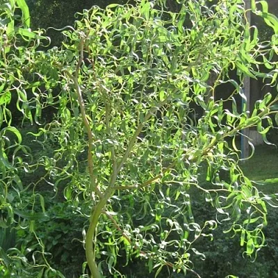 Ива МАТСУДАНА  Ива МАТСУДАНА в Костроме