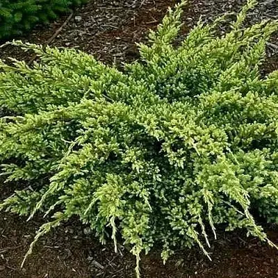 Можжевельник ДРИМ ДЖОЙ чешуйчатый  Можжевельник ДРИМ ДЖОЙ чешуйчатый в Костроме