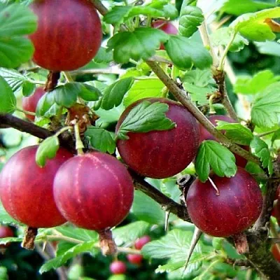 Крыжовник КОНСУЛ  Крыжовник КОНСУЛ в Костроме