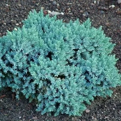 Можжевельник БЛЮ СТАР чешуйчатый  Можжевельник БЛЮ СТАР чешуйчатый в Костроме