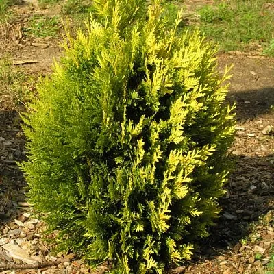 Туя КОППЕР ГОЛД западная в Костроме