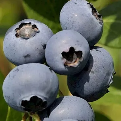 Голубика ЧАНДЛЕР в Костроме