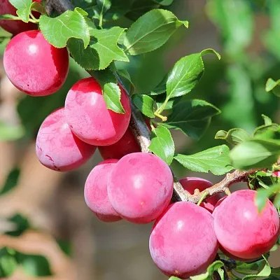 Алыча в Костроме