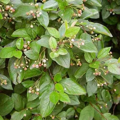 Кизильник блестящий в Костроме