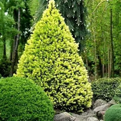 Ель РЕЙНБОУЗ ЭНД сизая  Ель РЕЙНБОУЗ ЭНД сизая в Костроме