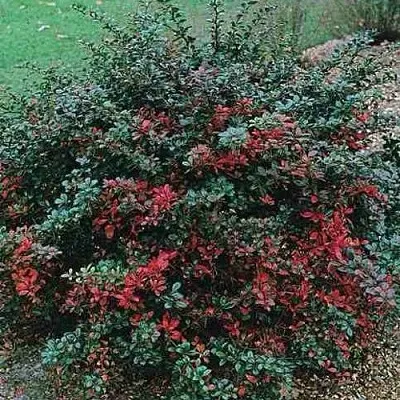 Барбарис РЕД ДЖЕВЕЛ средний   Барбарис РЕД ДЖЕВЕЛ средний  в Костроме