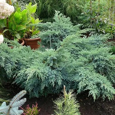 Можжевельник БЛЮ ШВЕД (СВИД) чешуйчатый  Можжевельник БЛЮ ШВЕД (СВИД) чешуйчатый в Костроме