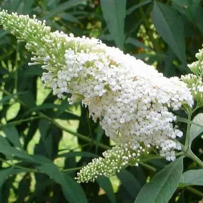 Буддлея давида ВАЙТ ПРОФЬЮЖН  Буддлея давида ВАЙТ ПРОФЬЮЖН в Костроме