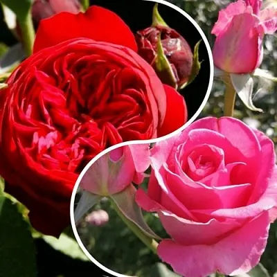 Комплект РОМАНТИЧЕСКИЙ БУКЕТ в Костроме