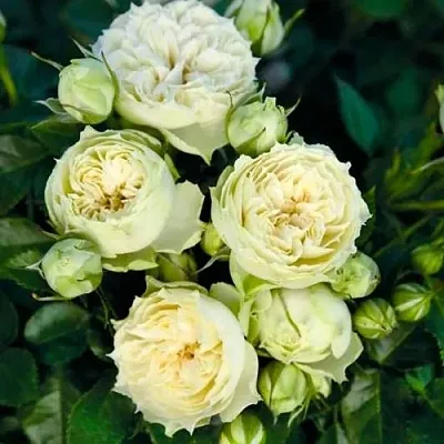 Саженцы роз БЛАНШЕТТ спрей  Саженцы роз БЛАНШЕТТ спрей в Костроме