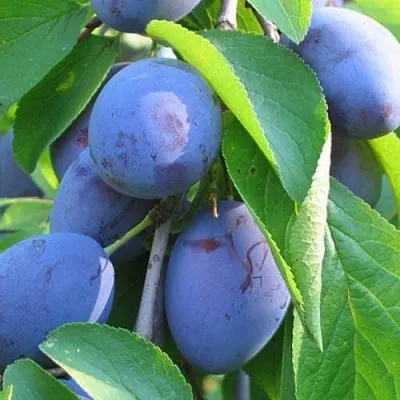 Слива ПЕРДРИГОН  Слива ПЕРДРИГОН в Костроме