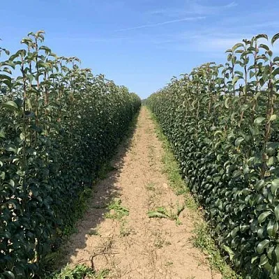 Саженцы почтой и ТК в Костроме