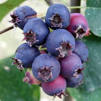 Ирга SLEYT  Ирга SLEYT в Костроме