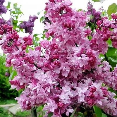 Сирень ОЛИМПИАДА КОЛЕСНИКОВА  Сирень ОЛИМПИАДА КОЛЕСНИКОВА в Костроме