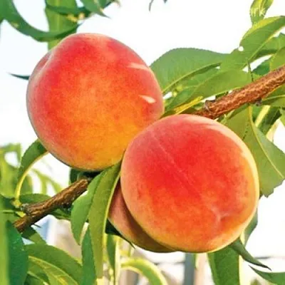 Персик ОНТАРИО  Персик ОНТАРИО в Костроме