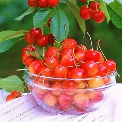 Черешня НАСЛАЖДЕНИЕ  Черешня НАСЛАЖДЕНИЕ в Костроме