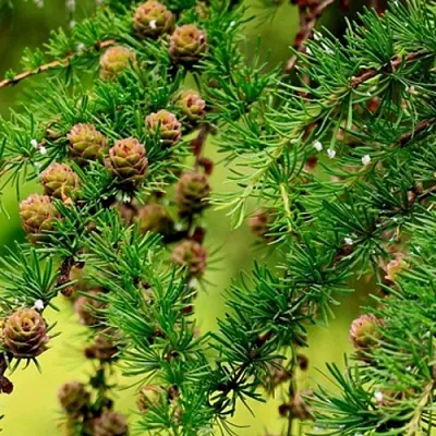 Лиственница в Костроме