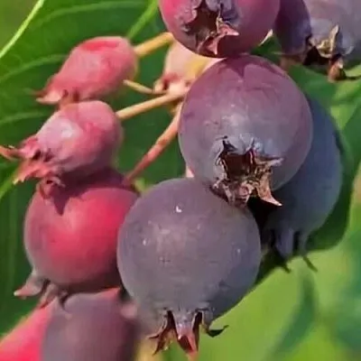 Ирга MANDAN  Ирга MANDAN в Костроме