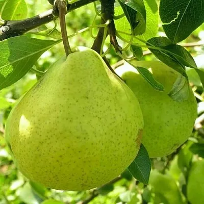 Груша ДАЛИКОР колонновидная  Груша ДАЛИКОР колонновидная в Костроме