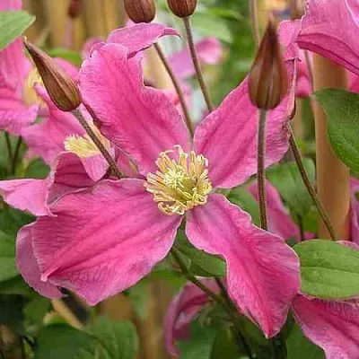 Клематис ИНСПИРЕЙШН ЗОЙН  Клематис ИНСПИРЕЙШН ЗОЙН в Костроме