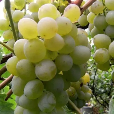 Виноград ТАЛИСМАН в Костроме