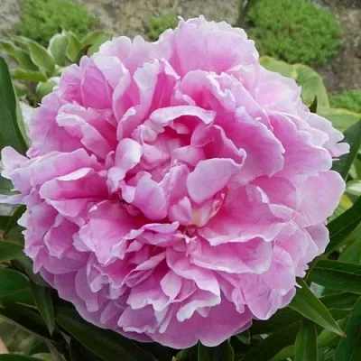 Пион РИМ травянистый  Пион РИМ травянистый в Костроме