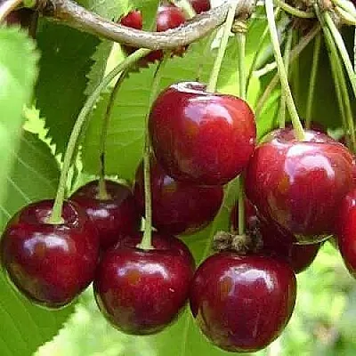 Вишня ХАРИТОНОВСКАЯ  Вишня ХАРИТОНОВСКАЯ в Костроме