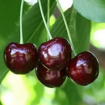 Черешня ЛЕНИНГРАДСКАЯ ЧЁРНАЯ  Черешня ЛЕНИНГРАДСКАЯ ЧЁРНАЯ в Костроме