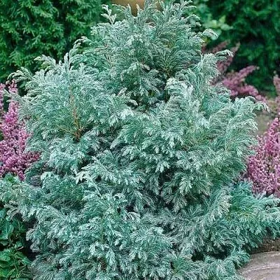 Кипарисовик БУЛЕВАРД горохоплодный  Кипарисовик БУЛЕВАРД горохоплодный в Костроме