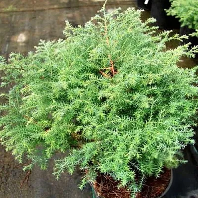 Кипарисовик СКВАРРОЗА горохоплодный в Костроме