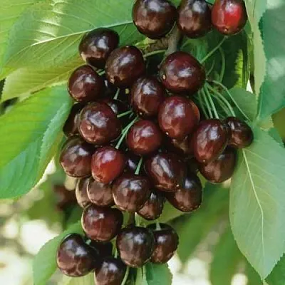 Черешня РЕВНА  Черешня РЕВНА в Костроме