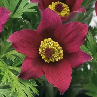 Прострел ПИНВИЛ РЕД ШЕЙДЕС в Костроме