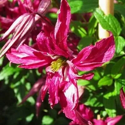 Клематис РОЗАЛИН  Клематис РОЗАЛИН в Костроме