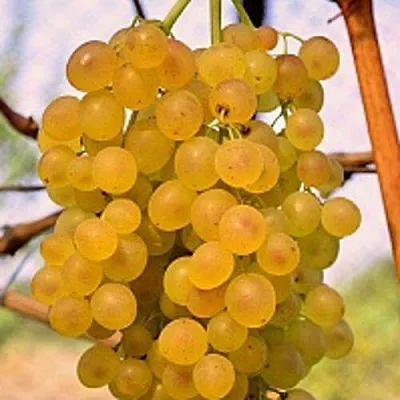 Виноград КИШМИШ КОКТЕЙЛЬ в Костроме