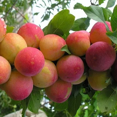 Слива СКОРОПЛОДНАЯ в Костроме