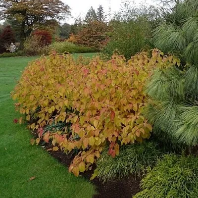 Дерен  АННА ВИНТЕР ОРАНЖ кроваво-красный    Дерен  АННА ВИНТЕР ОРАНЖ кроваво-красный   в Костроме
