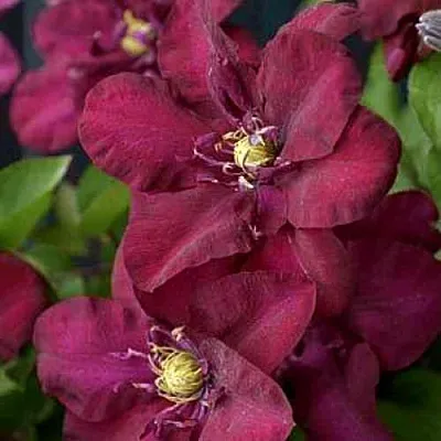 Клематис ЯН III СОБЕСКИ  Клематис ЯН III СОБЕСКИ в Костроме