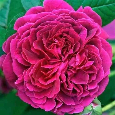 Саженцы роз ВИЛЬЯМ ШЕКСПИР английская  Саженцы роз ВИЛЬЯМ ШЕКСПИР английская в Костроме