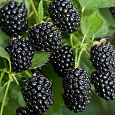 Бесшипная  Бесшипная в Костроме