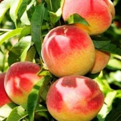 Персик НОВОСЕЛКОВСКИЙ  Персик НОВОСЕЛКОВСКИЙ в Костроме