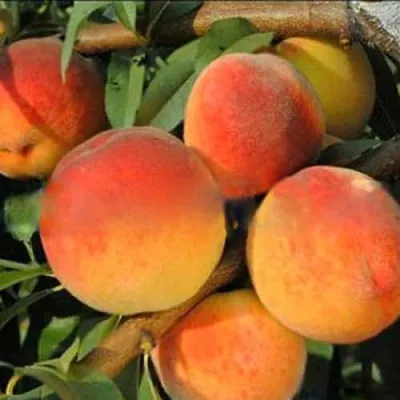 Персик РОЯЛ ВИ  Персик РОЯЛ ВИ в Костроме