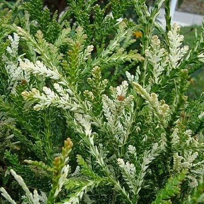 Туевик ВАРИЕГАТА долотовидный   Туевик ВАРИЕГАТА долотовидный  в Костроме