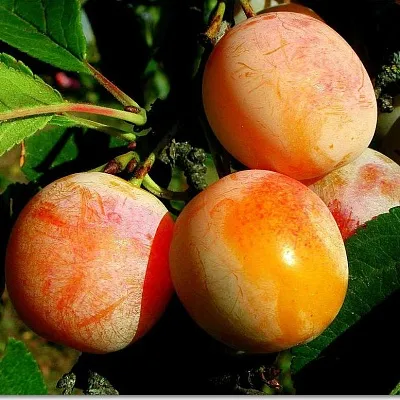 Ранняя в Костроме