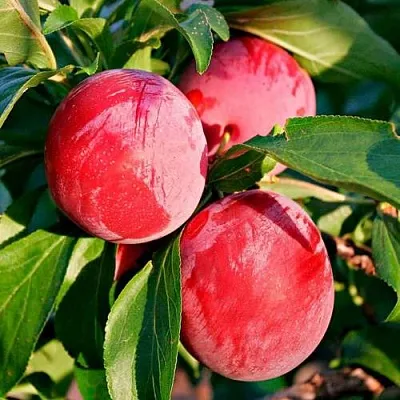 Красная в Костроме