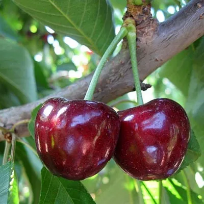 Черешня СЮБАРОВСКАЯ  Черешня СЮБАРОВСКАЯ в Костроме